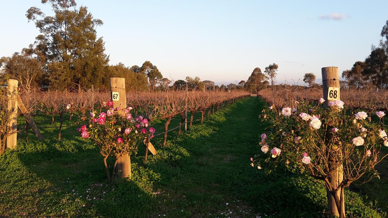 Emma'S Cottage Vineyard Lovedale Luaran gambar